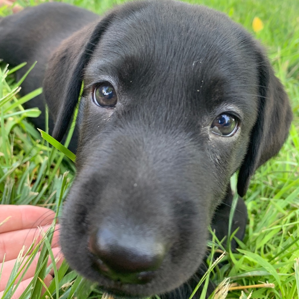 Meet your Posher, Emma